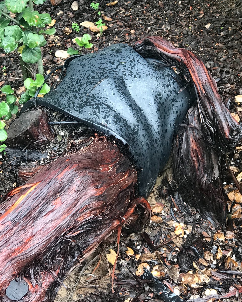 "Just going to site this in the garden and come back and plant it later.."

Arctostaphylos morroensis now 30 years old in a 7 gallon pot, 14 feet tall, 35 feet across.  Healthy, vigorous, reseeding, and root bound in a fashion.