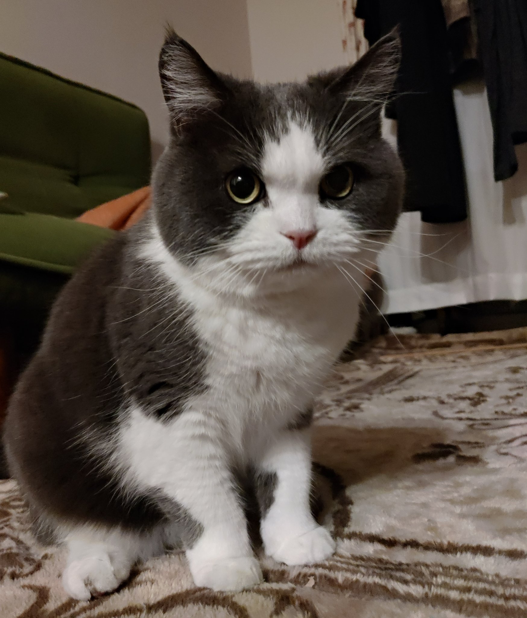 猫舌おばさん 猫背 早朝遊び中 W ハチワレ猫のいる生活 ブリティッシュショートヘア ブリティッシュショートヘアー 猫のいる暮らし 猫好きさんと繋がりたい ねこ好きさんと繋がりたい 猫 にゃんこ 美猫 ぬこ ねこ ブリショー