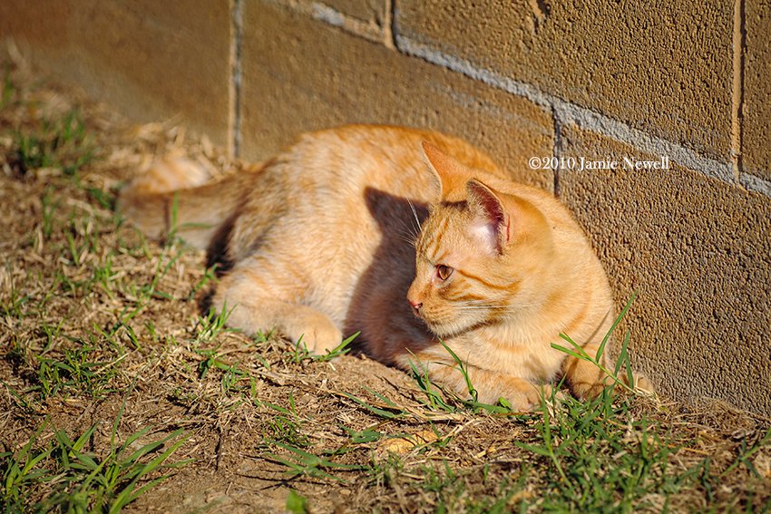 Bonus: Here is Zenyatta's kitten. This mischievous little thing tried to steal the show while a group of admirers encircled the barn, going up to sniff the big mare's foot to see what all the fuss was about.