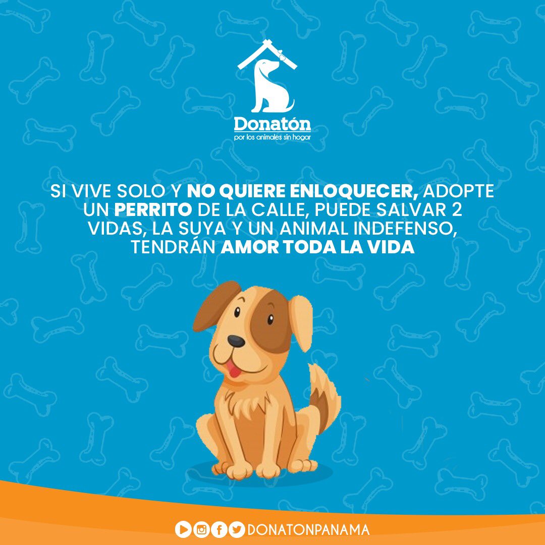 donatonpanama's tweet photo. Una buena opción si vives solo y te comprometes de verdad a nunca abandonarlo 😍🙏🏽
#DonatonPorLosAnimalesSinHogar2020 #PetsWorldMagazine #RSE #DonatonPanama #Donaton #QuédateEnCasa #DonatonVirtual https://t.co/4iR4ajD8xk