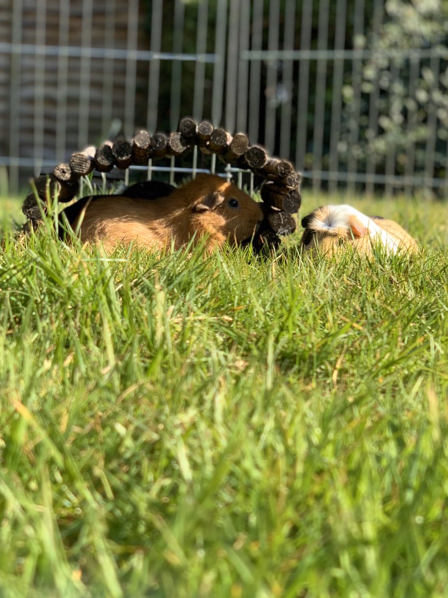 sometimeredhead's tweet photo. #porkettes #guineapigs #guineapig #cavy #cavies #porketteplaytime #garden #grass #logbridge #logclub #logclubforever #logclubforever #logclubbing #logclubbridge https://t.co/SrgWLsVLTv