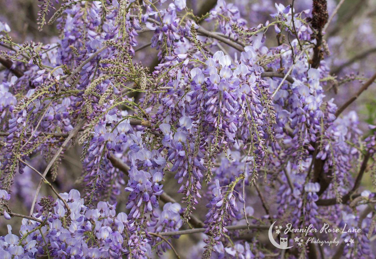 Jens_Starry_Sky's tweet photo. I'm seeing lots of #Wisteria already blooming 😍💜 #iLoveWisteria #flowers #spring #SpringFlowers #pretty #SpringPics #FlowerPics #FlowerPhotography #Nature #NaturePics #pics #photography #WV #SpringInWV https://t.co/o81LlZmz2S