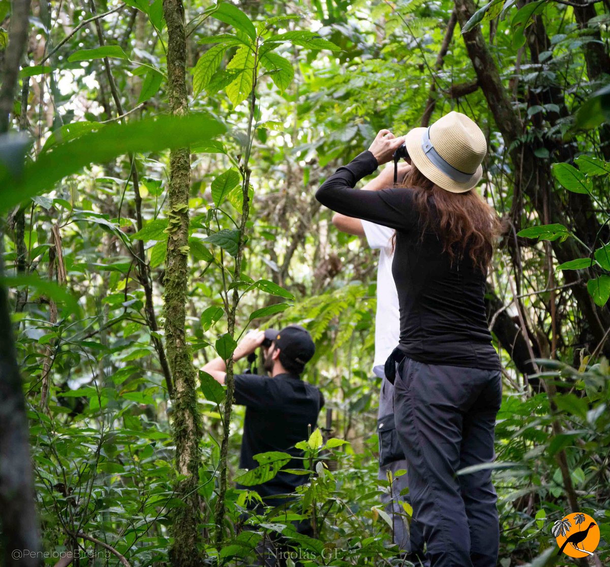 PenelopeBirding's tweet photo. In #Colombia, we have excellent sites for bird watching, on top of having the greatest diversity of birds in the world! can you imagine that? it's a perfect combination! 💚

#UnweavingColombia #ColombiaIs #Birdwatching #Birding #Colombia https://t.co/EYSi0UY4tM