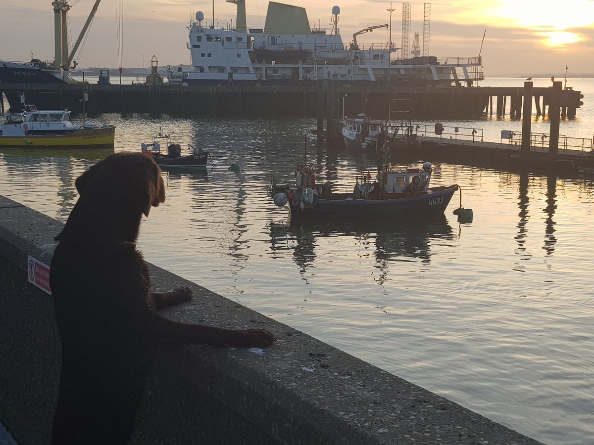 DominiquedeCruz's tweet photo. Taking a moment to be grateful for living near the sea #COVIDー19 #DailyExercise #sunset #sunsetphotography #dogsduringlockdown https://t.co/NUDNEGhMmy