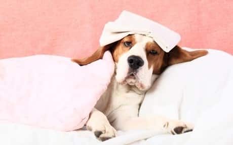 HomePetsVE's tweet image. Como saber si mi #Perro está enfermo bit.ly/32YaRAF