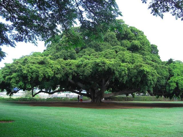 You've killed and buried him in your back yard. What tree are you planting where you buried him?