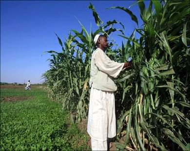 صور من السودان