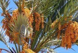 صور من السودان