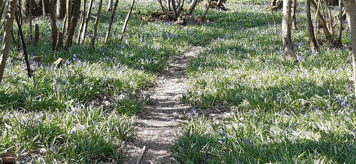 slightcynic's tweet photo. Buns. Ants and Bluebells
https://t.co/maV1lLqOVE https://t.co/gl61pxJHRL