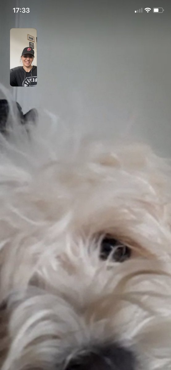 Today’s highlight...FaceTiming the dog..again! 🐶❤️ #lockdownlife #cavapoochon