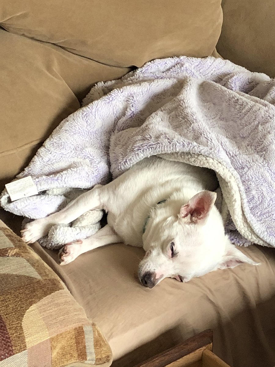 Today is Amigo’s Gotcha Day! 4 years with us😊He celebrated with a good snooze.