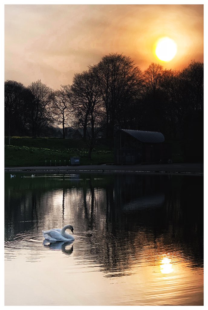 Swan Lake #seftonpark #Liverpoolsunrise