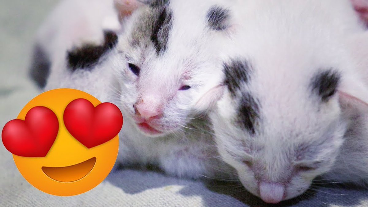 MeowMoeDotCom's tweet photo. தாய் பாலுக்காக சண்டை போடும் பூனை குட்டிகள்😂 ! C ...
#Cats #Cat #Kittens #Kitten #Kitty #Pets #Pet #Meow #Moe #CuteCats #CuteCat #CuteKittens #CuteKitten #MeowMoe
#AjithSri #BabyCatFunnyVideos2020 #BestFunnyCatVideos2020 #CatFeed
https://t.co/hGbNrSgRqQ
. https://t.co/tBMTRJRJcK