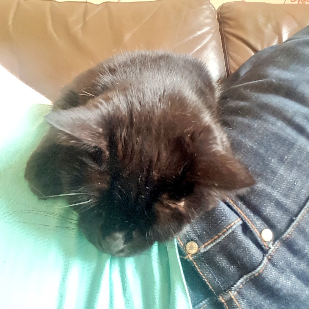 rincew1nd's tweet photo. I have a new belt.
#Alan
#SnoozyKitty https://t.co/XzioCoROMI