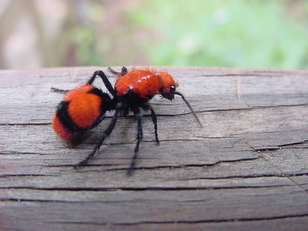 - Thread sobre formigas-feiticeirasApesar do nome, não são formigas, são vespas sem asas (quando fêmeas) que podem ser muito interessantes.Mas por que eu estou falando sobre elas? Calma, elas são muito relacionadas às nossas amigas papa-mosquinhas. #AracnoThread  #FiqueEmCasa  