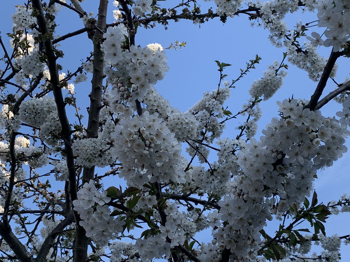 Day 19 #shielding #COVIDー19  we enjoyed 2 #Seders via zoom. It all worked out very well enabling us to share with #family and friends. I took this photo of beautiful white #blossom this afternoon. Hopefully we will all soon be free to enjoy spring and summer.