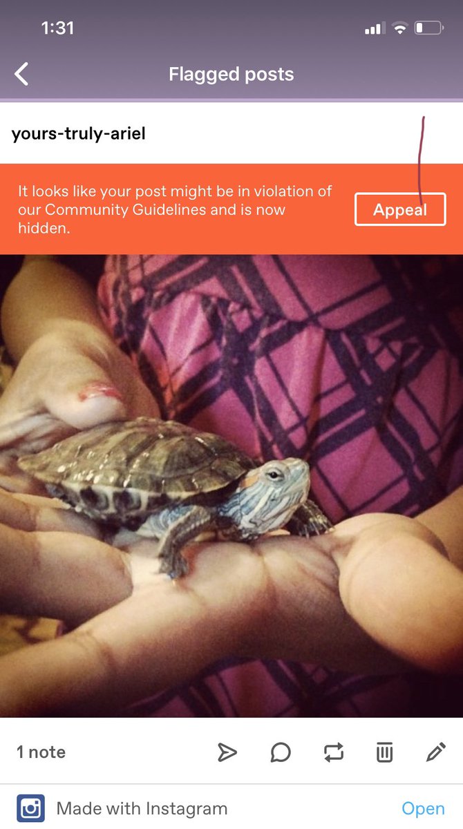 lamNobodi's tweet photo. On gawd I hate tumblr 🤦🏾‍♀️🤦🏾‍♀️... since when my kid’s turtle is a threat to the community, bruh? https://t.co/8z3d1xmAJS