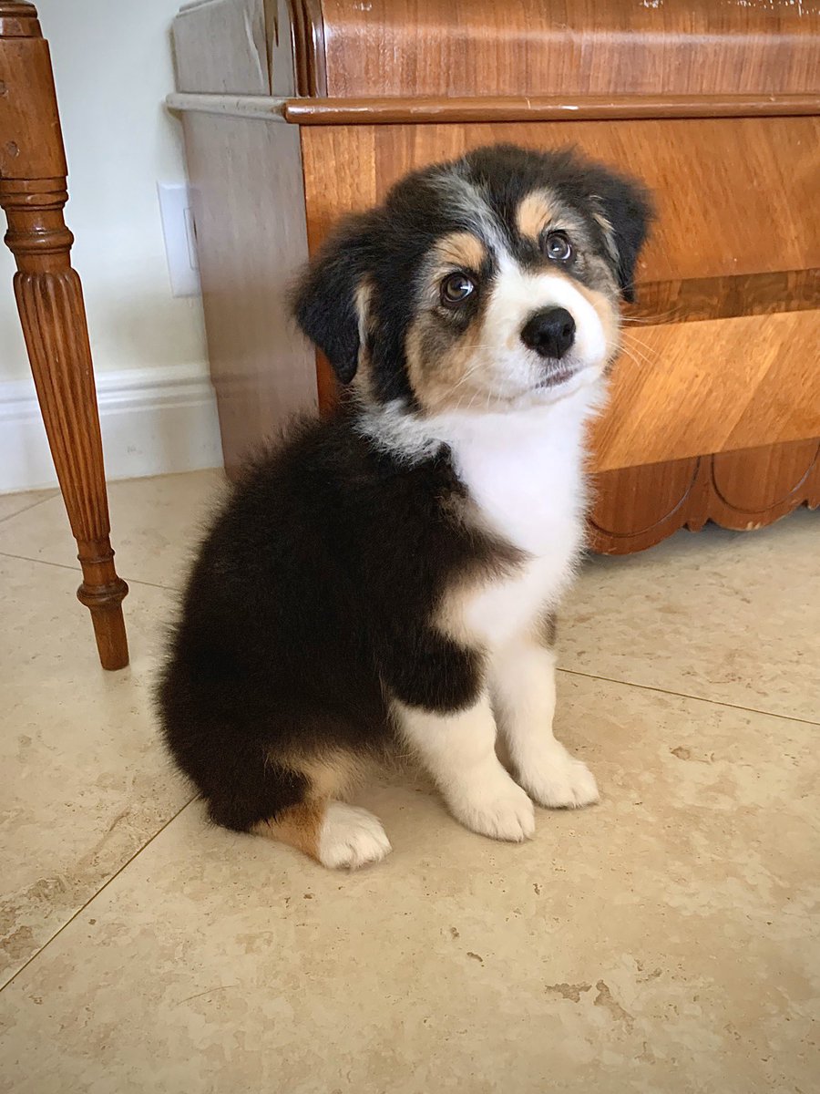 Tyler_Ray16's tweet photo. This is Charlie. She’s been home 5 days and has taken 114 naps. Steals my socks in her free time. https://t.co/2g86iSUpXW