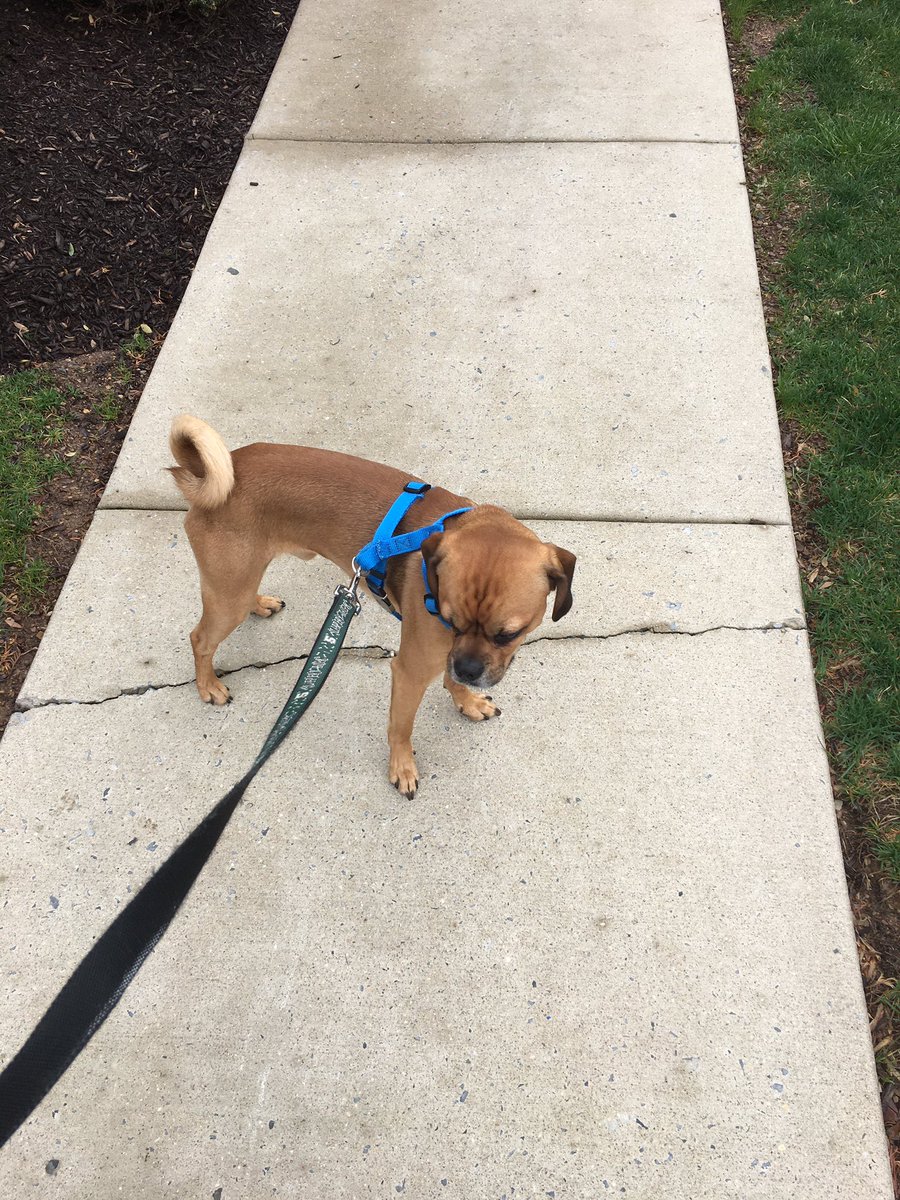 Love going outside with the puppers while it’s nice #SRUwell