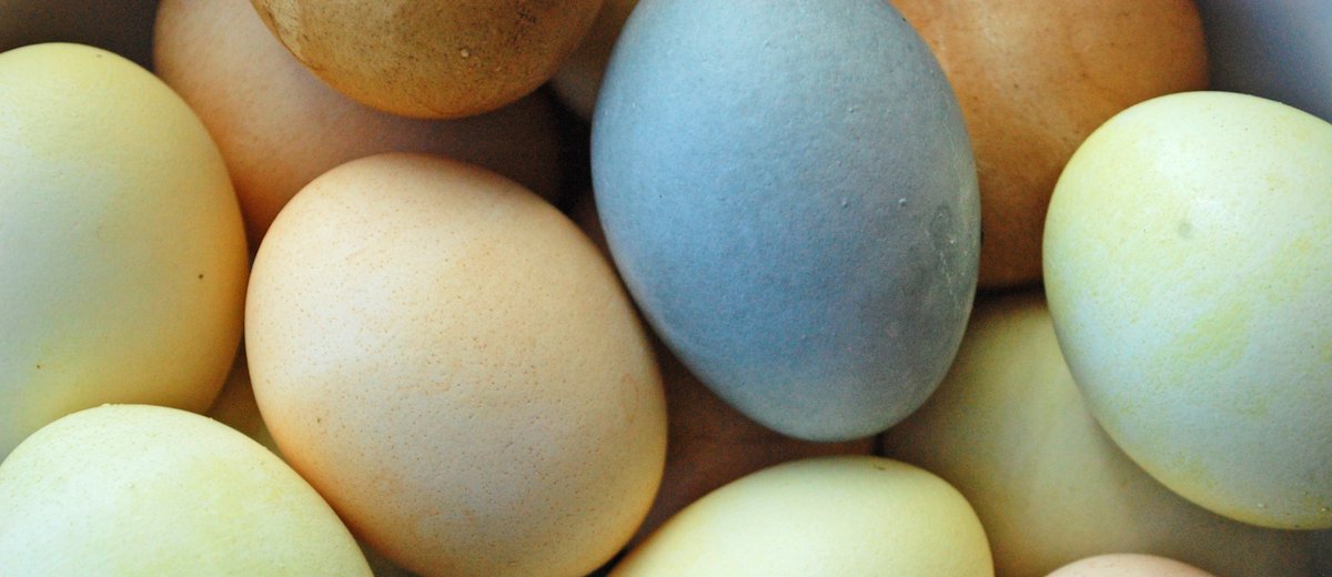 Arbor Teas tweet media