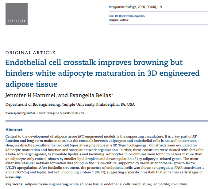 BellasFATLab's tweet image. Our article is officially live @i_Biology! @JenHammel11 led this and we are excited to share with you! Read below for more on “Endothelial cell crosstalk improves browning but hinders white adipocyte maturation in 3D engineered #AdiposeTissue” #TissueEngineering #Vascularization