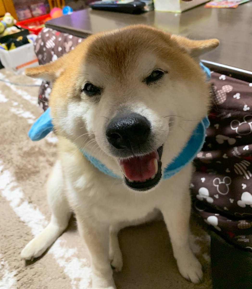 柴犬くう 時々大工 かっこいいぞくうたん