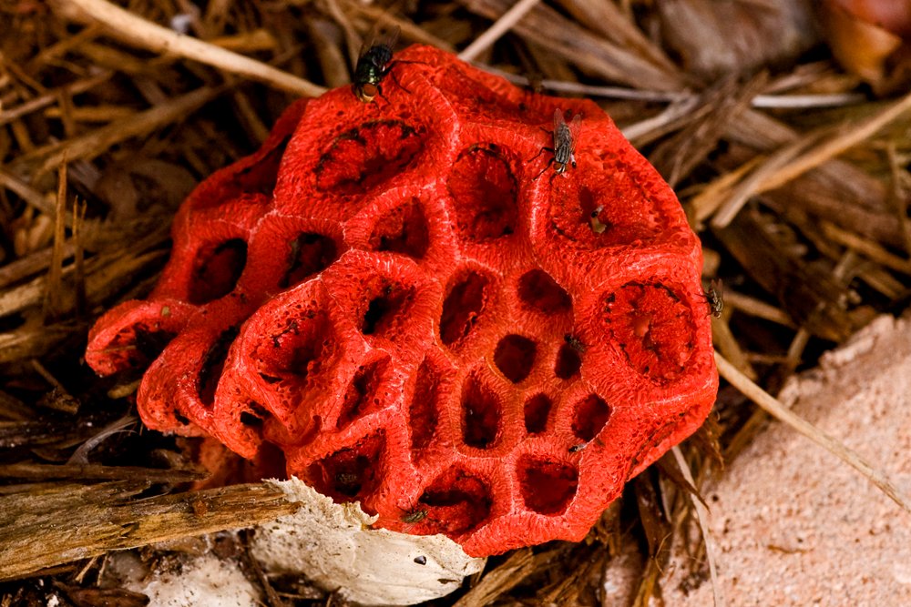 3. McQueen (Joan 1998 collection) meets red cage fungus (Clathrus ruber)