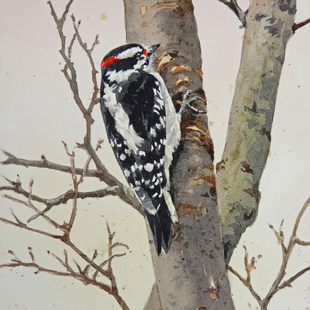 AreaGuild's tweet photo. Eric Miller
"Downy Woodpecker"
watercolor, 11 x 14
$145

Perfect for a little chilly Friday...
Interested in purchasing? Contact Becky at manager@hanoverareaarts.com.

#hanoverareaartsguild #watercolor #wildlifeart #art https://t.co/sQ3eIRcu9Y
