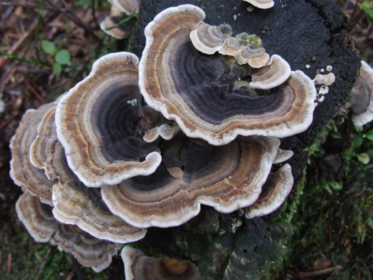 1. McQueen (by Sarah Burton) meets Dryad’s Saddle (Polyporus squamosus)