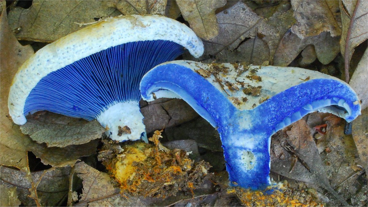 2. McQueen (Plato's Atlantis collection) meets Indigo Milk Cap (Lactarius indigo)