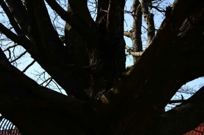 icateens's tweet image. This week’s Friday Feature is Montero! He’s a photographer, author, gamer, guitarist, and more who is part of our Advanced Photography group and Artists &amp;amp; Writers Collective. These are photos he took around Malcolm X Park. Follow him on Instagram at @larenz_media and @larenz_art