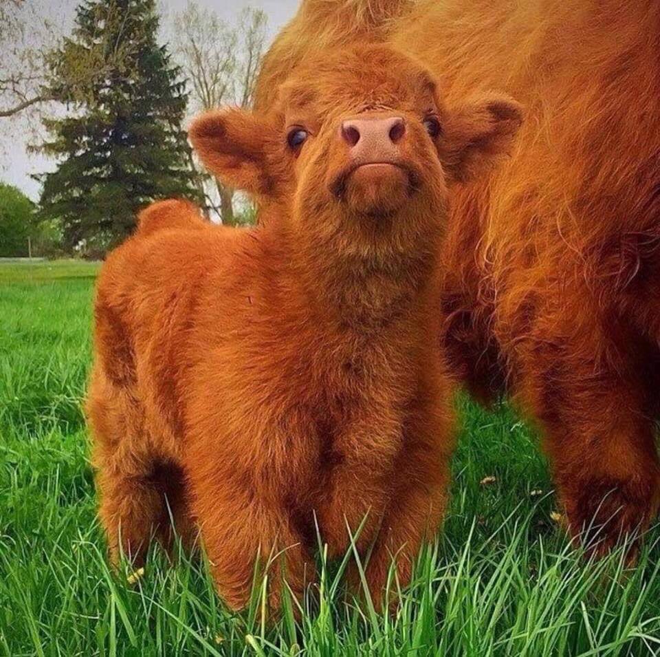 PlushRedHead's tweet photo. @IAmRobynNicole I’ll play today. My first instinct would’ve been a lioness 🦁 , cause Leo’s ♌️ my birth sign. However, my actual choice today would be a giraffe 🦒 #AQuestionADay but, then a found this cutie pie highland baby coo 🐮! Does that answer anything? Took me quite awhile to find pics😂 https://t.co/OuS7mUJhtI