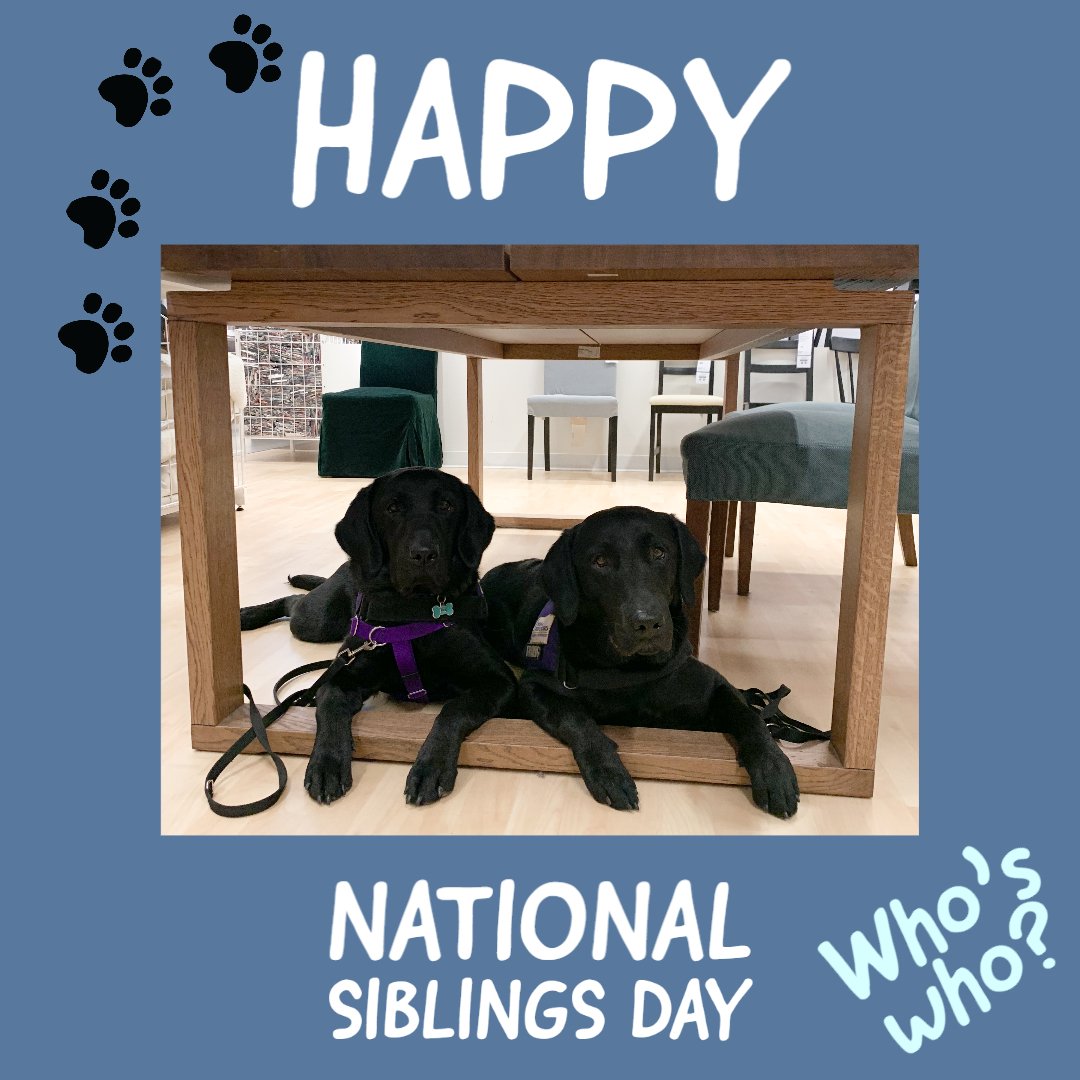 Paws4Sa's tweet photo. It's National Siblings Day! #pawsforpurplehearts #nonprofit #servicedogsintraining #pphRiley #pphSergeant #nationalsiblingsday https://t.co/fjust3uPCi