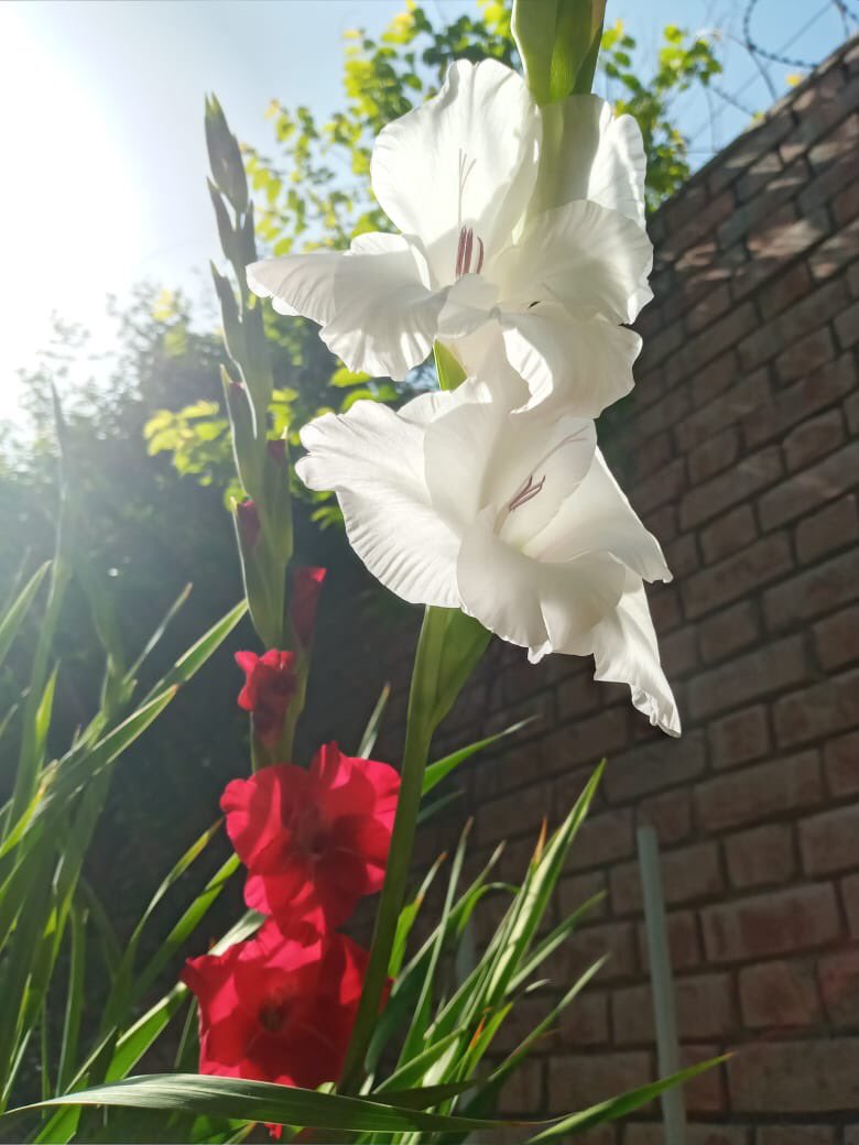 KNotes5's tweet image. 🌹