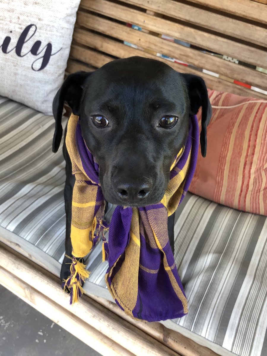 MistyMarie16's tweet photo. Hazie Mae loving her @PhillyWarriors on this Good Friday! @jaylnlorenz #pesvirtualspiritweek https://t.co/WFUfWcgBbr