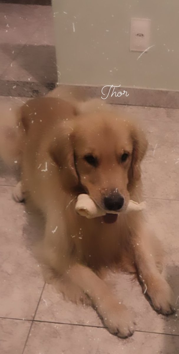 RaphaelaDeMede1's tweet photo. Meu bb trovão. Thor é o nome dele ❤🐶 https://t.co/22TxOSXUYa