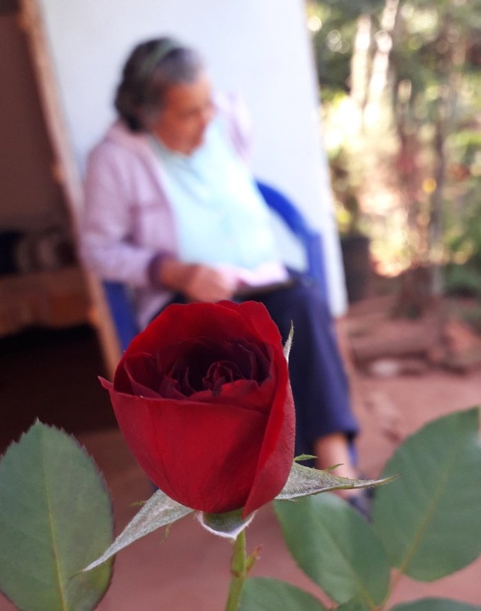 Que tu abuela arranque una flor de su jardín y te regale.. eso ya es otro nivel de amor 🥺👵♥️