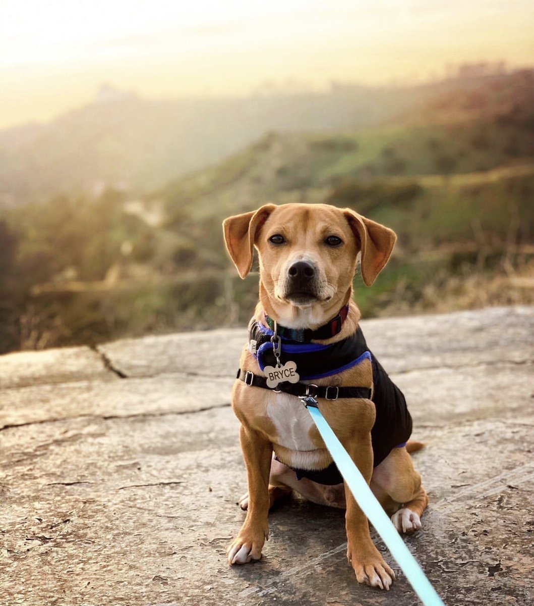 52hikechallenge's tweet photo. 🐾 Meet the Pets of 52! This is @brycethecheagle - he’s taking on the #52HikeChallengePetSeries with his humans! Pictured is Bryce being a very good boy on #hike2 🙌 In our NEW BLOG, we talk all about the Dos & Don’ts of Hiking With Pets 👉 read it now! https://t.co/AlZFilkATb https://t.co/DZcfEhAXSg
