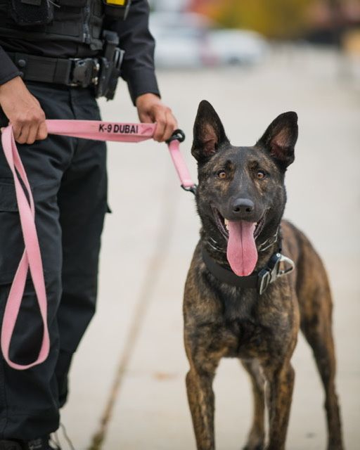 Spike's K9 Fund tweet media