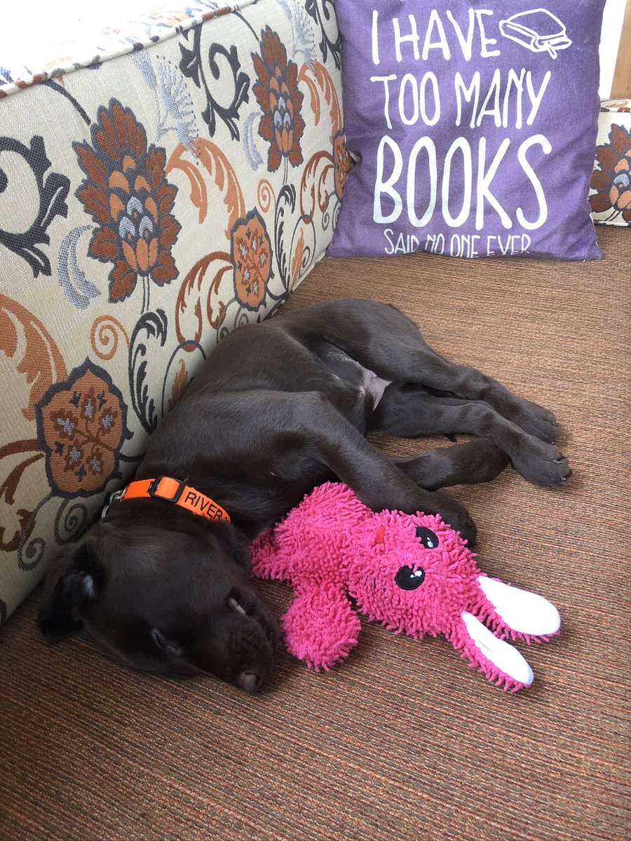 RiverTheLab's tweet photo. Hello World!!  Friday #4 in social isolation.  My 11th Friday ever!  I pooped, I ran around in circles, and now I am pooped. #Isolation #IsolateWithAPuppy #COVID19 #SocialDistanacing #friday #StayAtHomeAndStaySafe https://t.co/UlaluS6M4w