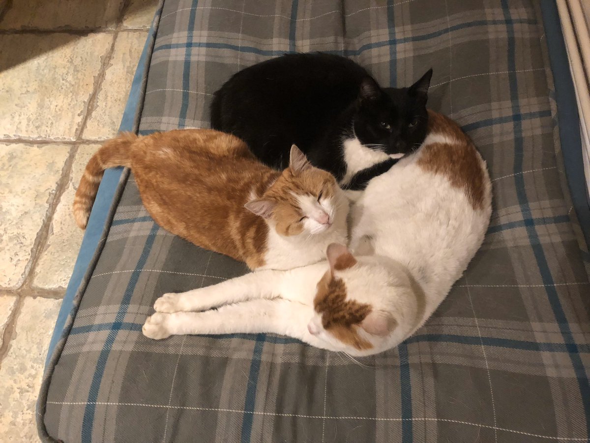 A few photos of our pets who are such an important part of our lives. Tara,  @wheat_doggy and new addition Frankie along with farm cats Buster, Missy and Archie.  #FarmLife #KeepBritainFarming #StayHomeSaveLives