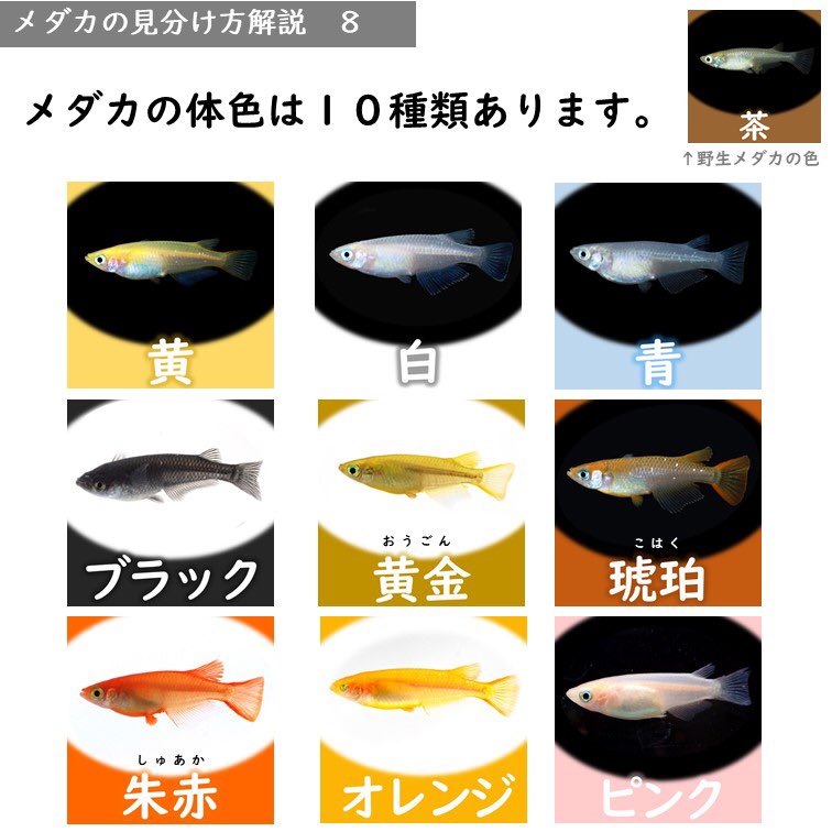 めだかの館 公式 単色の色合いは10種類です シックで魅力的な単色メダカは 是非とも一度は飼育する事をオススメします 各特徴についてはこちら T Co Qvl2hvcd5o メダカ めだか 改良メダカ Medaka 日本メダカ協会