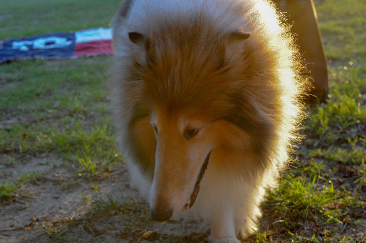 Had a nice spring evening with  @reveille. Loved the evening and loved taking photos like this.