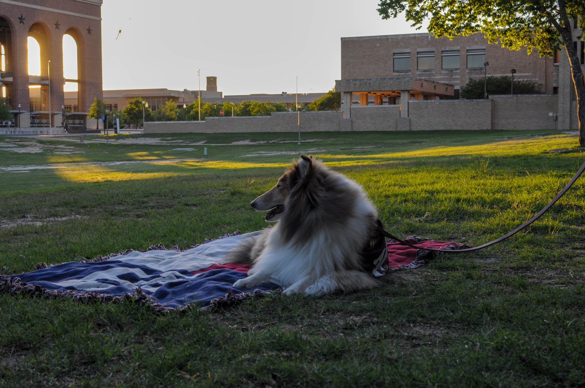 Had a nice spring evening with  @reveille. Loved the evening and loved taking photos like this.