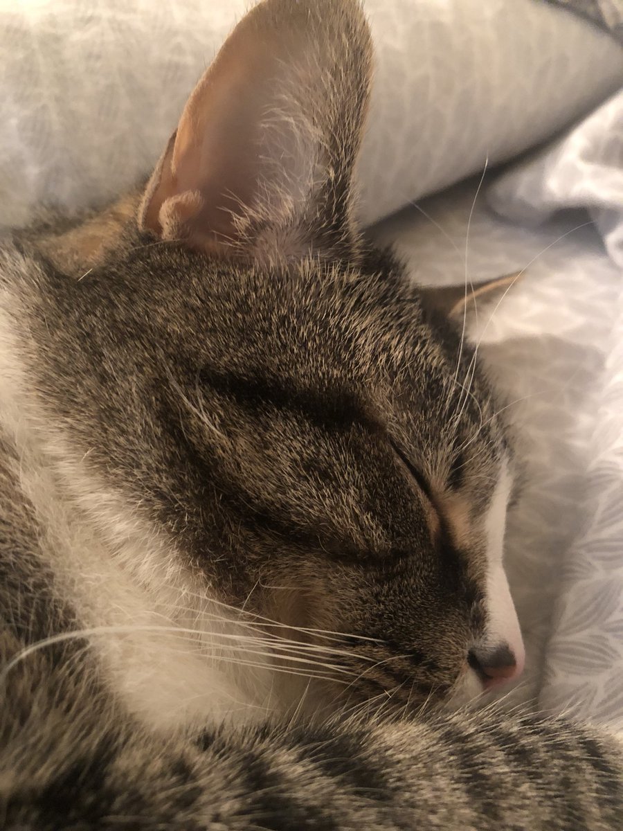 dora_ruby's tweet photo. #fakesleep https://t.co/CJCcIUgzax