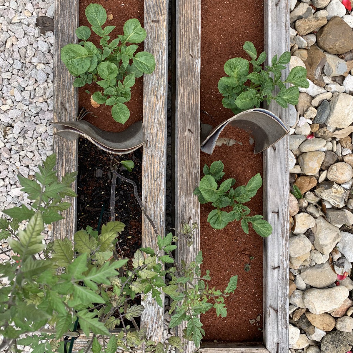 EmilyCrawley10's tweet photo. @MrHistory123 well, happy to talk to him about my #futurespacebotanist experiments with tomatoes and my new one with potatoes. The red dirt is a Martian regolith simulant that is 90% accurate https://t.co/jvjDyIHWux