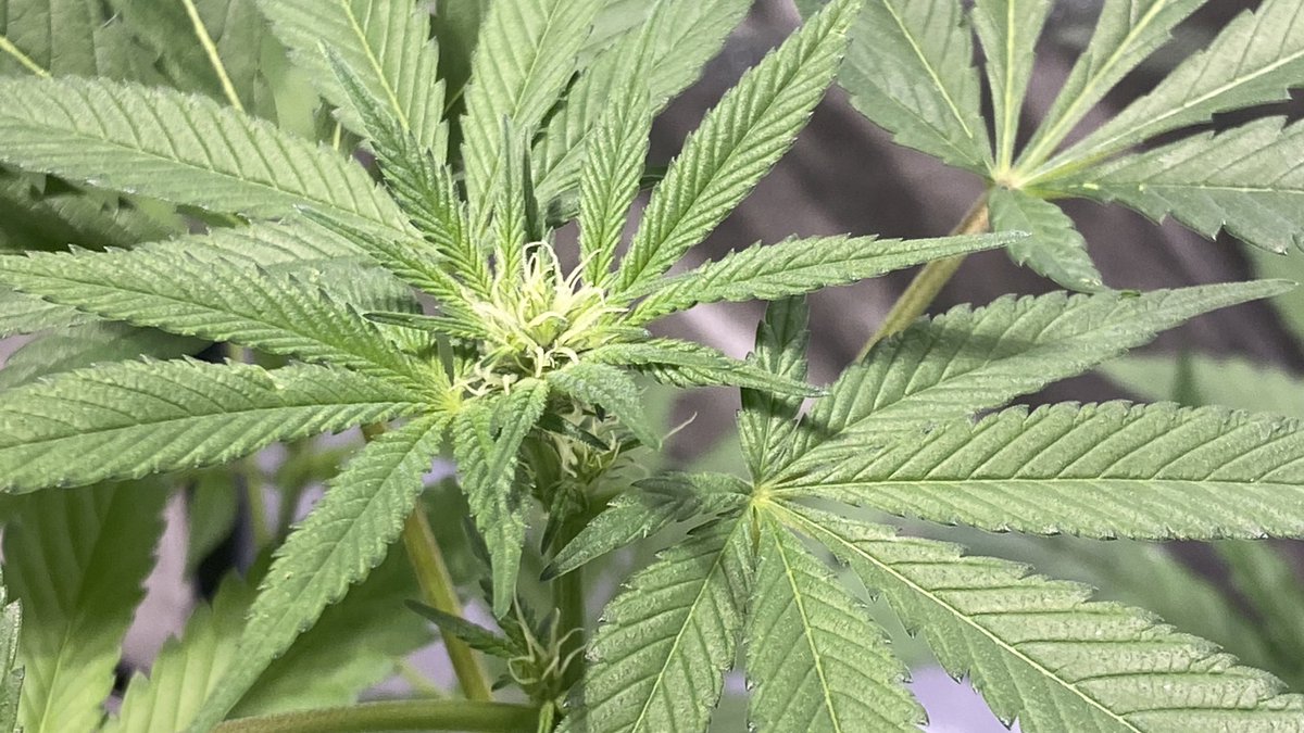 Mighty_Mota's tweet photo. Almost three full weeks from flip and
nearly two since last seeing this 🚺
#CannabisCommunity #BodhiSeeds

📸 Wolf Pack (E2) #GrowYourOwn https://t.co/fUcIfFQDA3