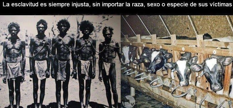 contraespecismo's tweet photo. Esclavista, si lo prefieres. https://t.co/YG4RiL01TF