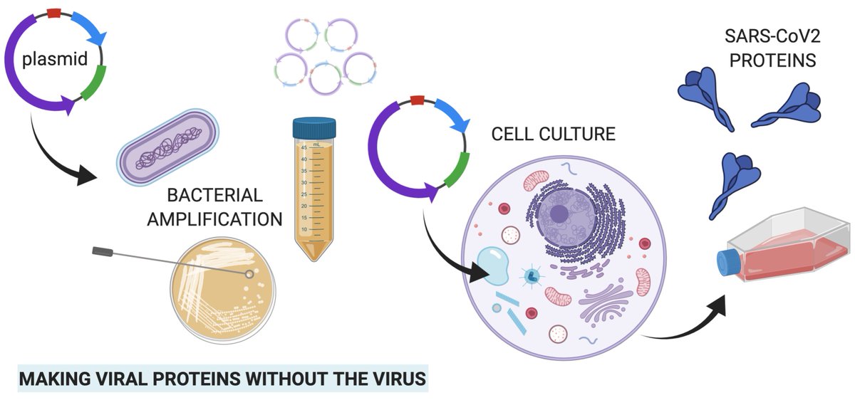 Step 1:  @domespo Protein Extraordinaire  @FredNatLab  @theNCI utilizing multiple plasmids for comprehensive dataset. Making SARS-CoV2 spike & RBD proteins from  @KizzyPhD NIAID VRC &  @florian_krammer