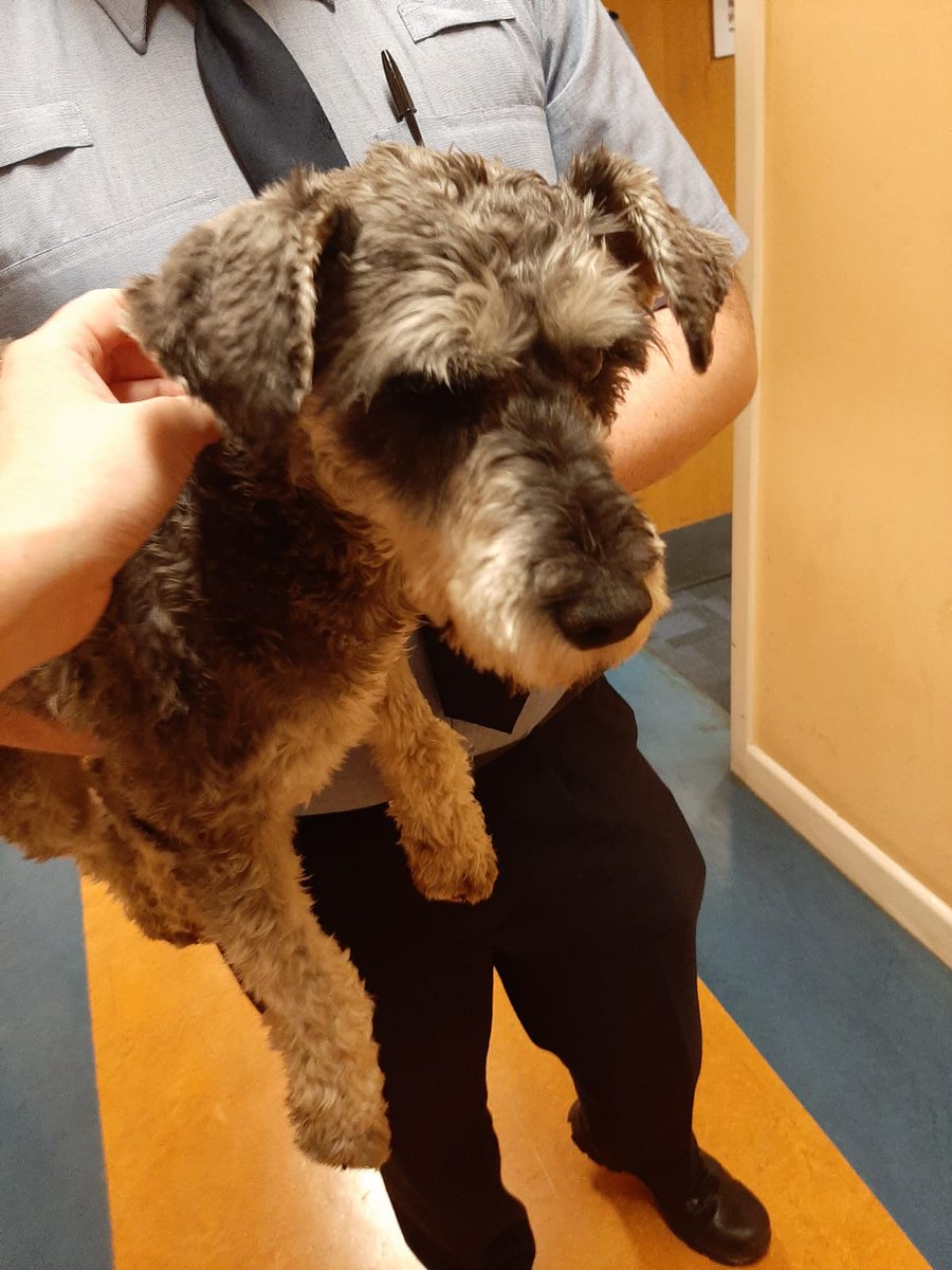 GardaTraffic's tweet photo. These two puppies were found near Castleknock Golf Club earlier tonight and would love to #StayAtHomeAndStaySafe, if you recognise them or know who owns them please contact Blanchardstown Garda Station where they are currently being cared for. We will deliver them safely home https://t.co/lioTHo2VSf